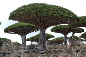 Dragon tree ou "Dragoeiro"