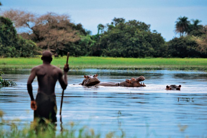 Man watching a group of Hippos Bijagos Archipelago - On Orango island, these animals are sacred and people take care of them. -  -