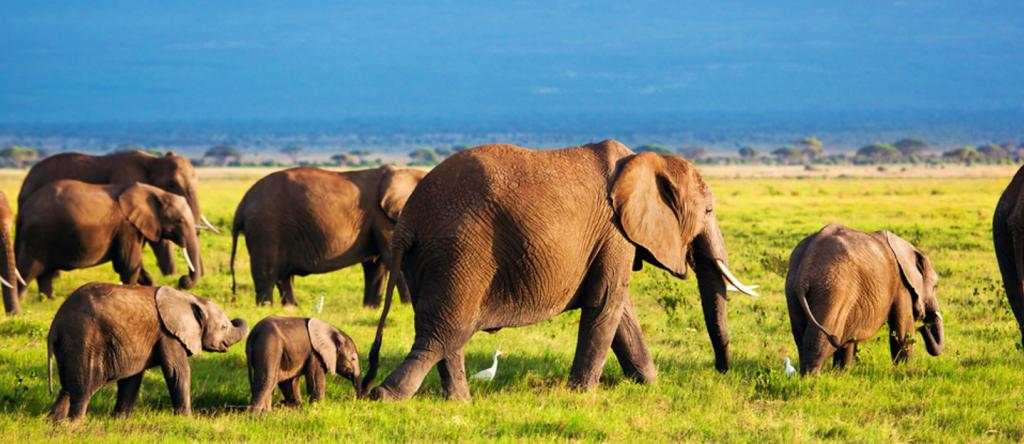 Africa-Elephant-Herd-on-the-Move-LT-Header