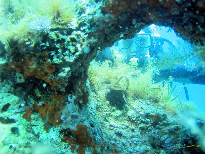 Plongeon dans la Baie de Vlora 