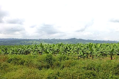 Champs de banaiers