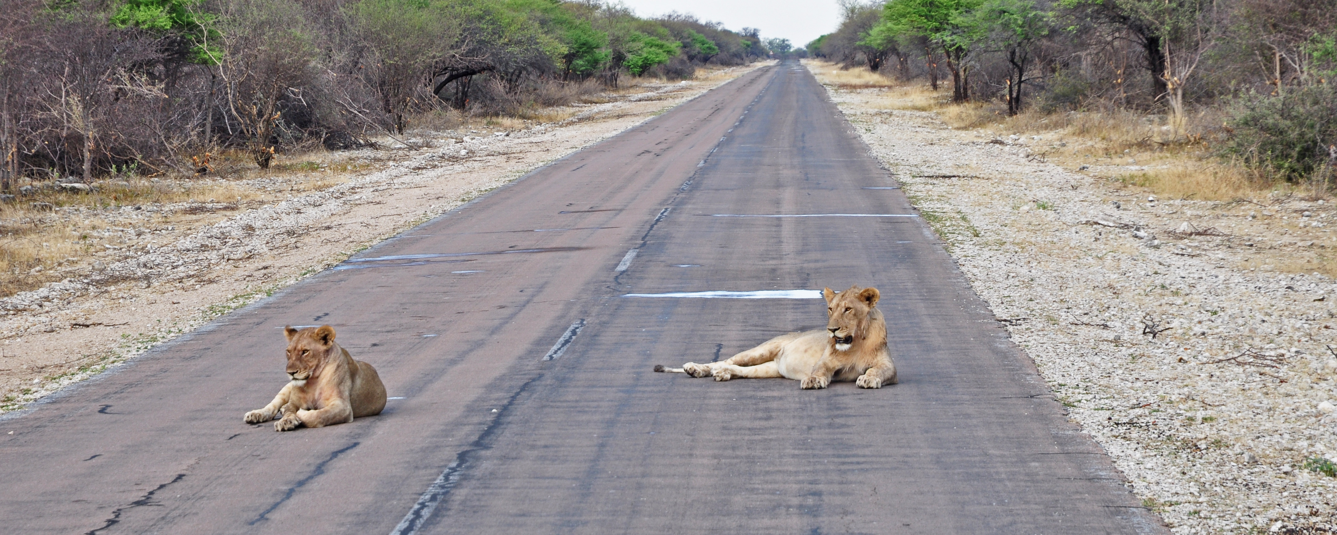 Lionnes-sur-la-route-Namibie-Etosha