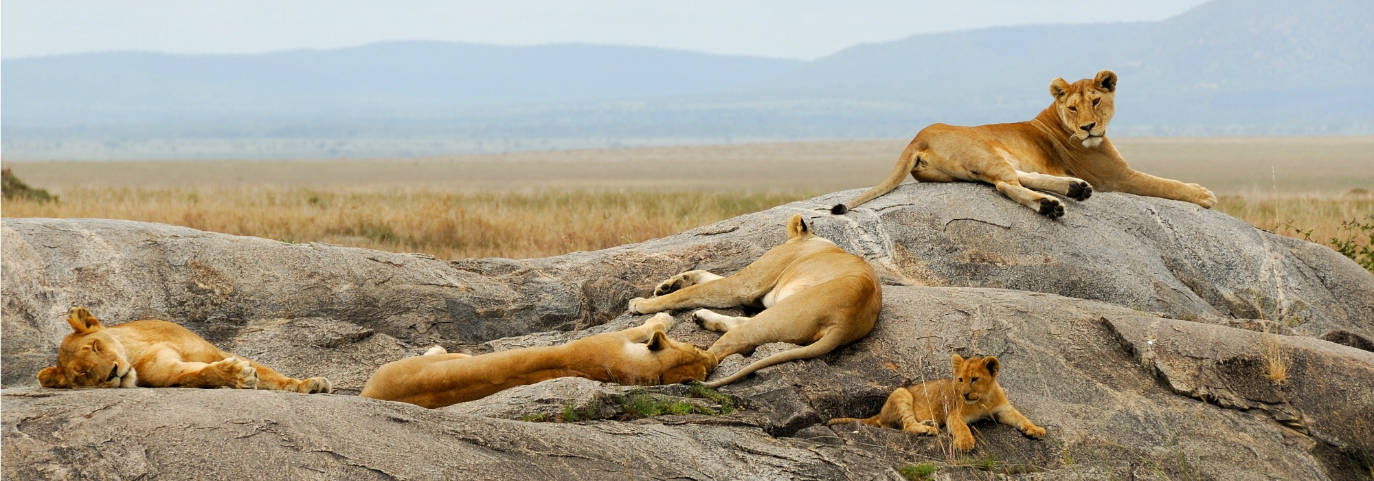 Lions in Botswana-700