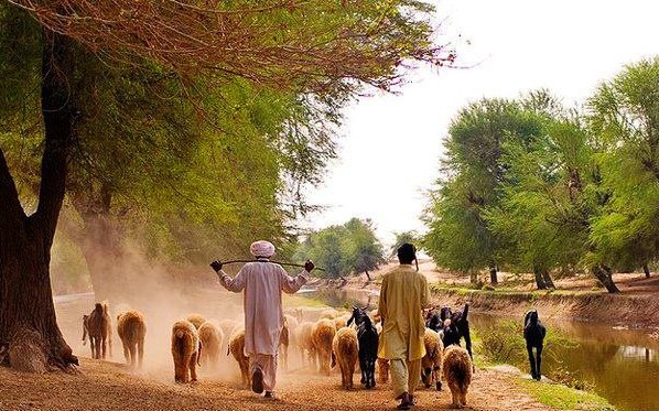 Two-shepherds-with-their-herd-of-sheep-Photos-of-villages-in-Pakistan
