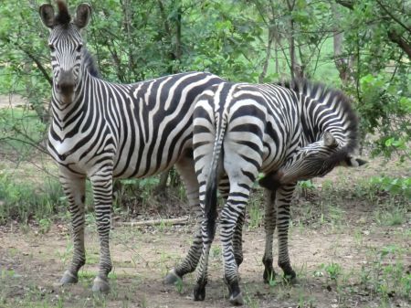 Zoo de Lubumbashi