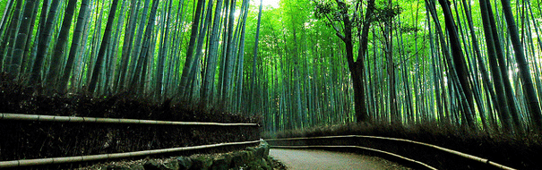 at_sagano-bamboo-grove