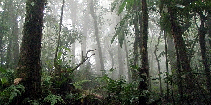 costaRicacloud-forest-3