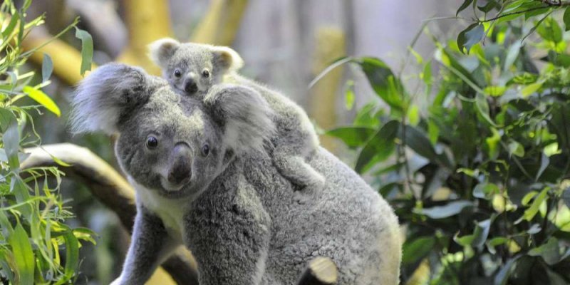 la-population-des-koalas-en-australie-a-chute-et-ils-ne_2017242_800x400