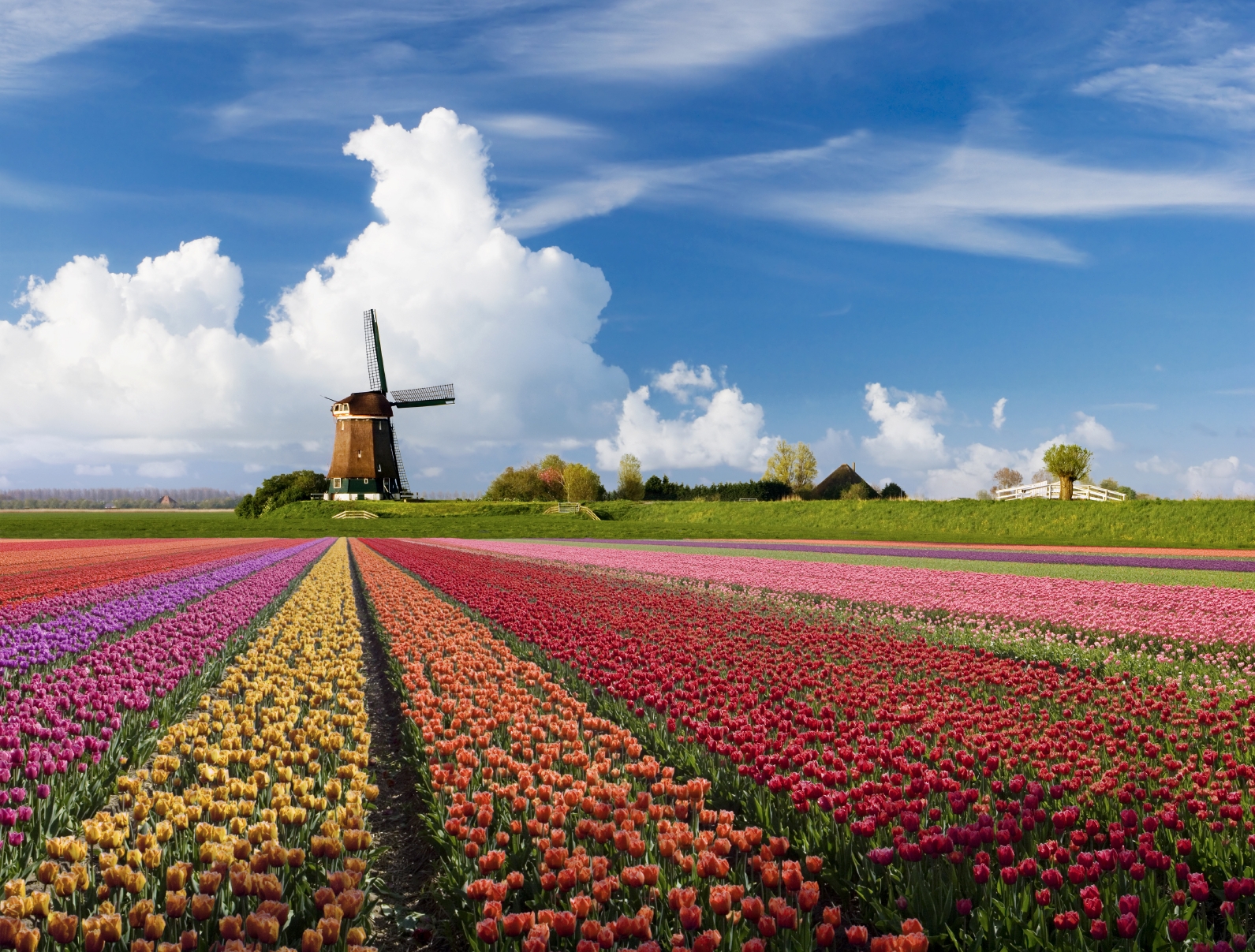 pays bas landschap-holland-tulpen