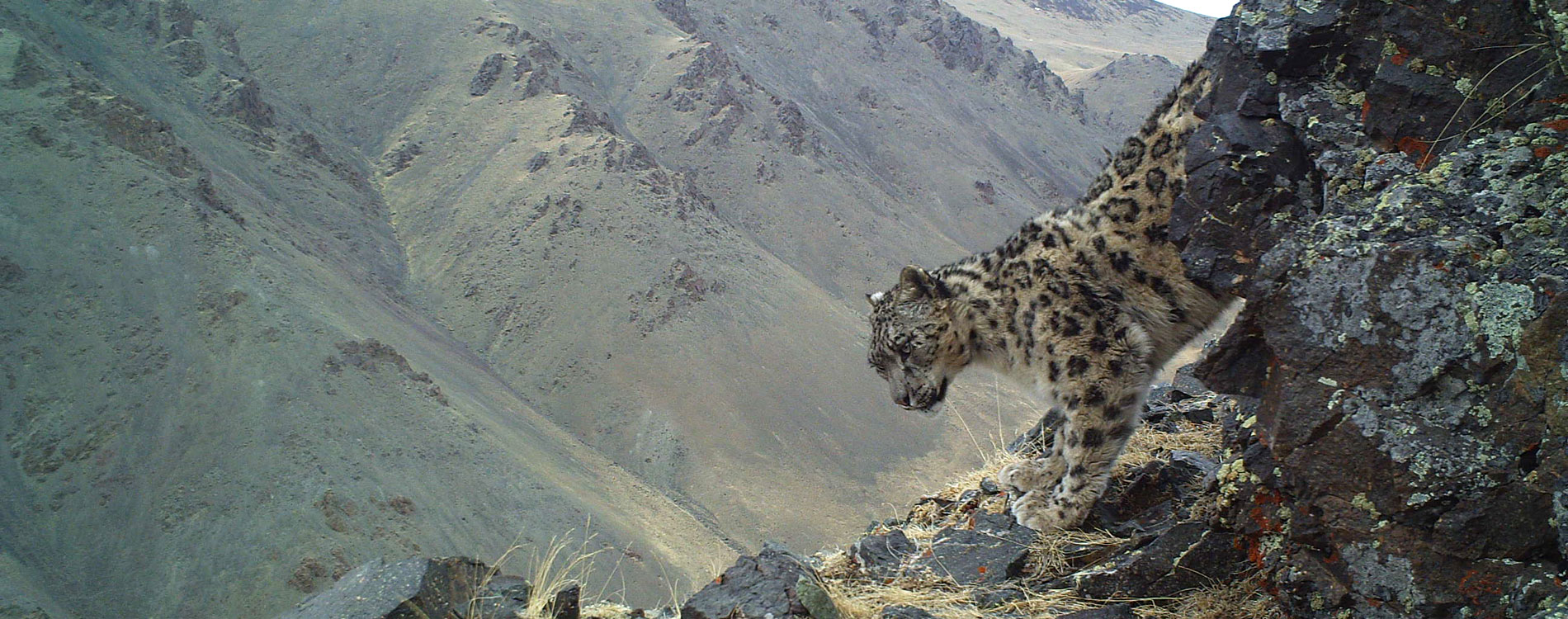 quest-for-the-snow-leopard