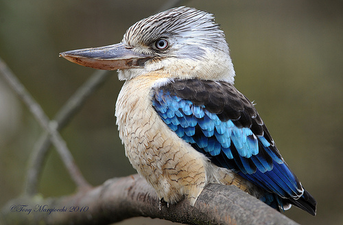 Blue Winged Kookaburra (Dalceo leachii)