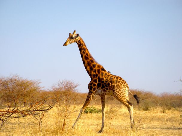 [waza]-girafe101009041719-full_size