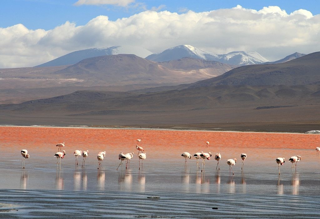 ob_bed795_1024px-flamingos-en-la-laguna-colorada