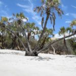 Cocotiers de plage Antsanitia