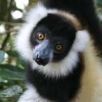 Lémurien (Indri indri)