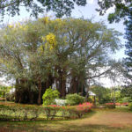 MAJESTUEUX PARC DOMAINE ST FRANÇOIS - GOODLANDS