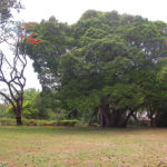 MAJESTUEUX PARC DOMAINE ST FRANÇOIS - GOODLANDS