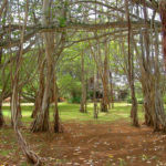 MAJESTUEUX PARC DOMAINE ST FRANÇOIS - GOODLANDS