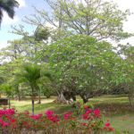 MAJESTUEUX PARC DOMAINE ST FRANÇOIS - GOODLANDS