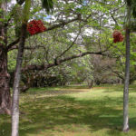 MAJESTUEUX PARC DOMAINE ST FRANÇOIS - GOODLANDS