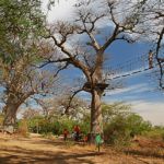 10-de baobab en baobab