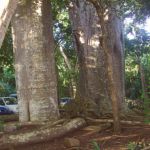 Baobabs aux racines en forme de boa