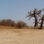 Épineux baobabs dans un environnement surprenant