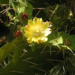 Fleur de cactus du Cap