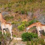 Girafes qui ne font pas tâches malgré les apparences