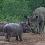 Hippo et rhino