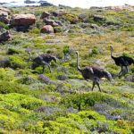 Promenade d'autruches en bord de mer du Cap