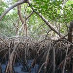 Racines de mangrove