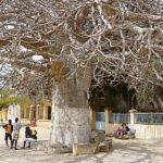 Remarquable baobab