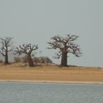 Trio de baobabs émergeant de la brume matinale