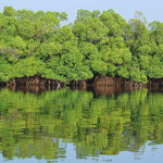 Mangrove, écosystème à dépôt salin, bénéfique
