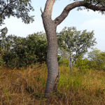 Spectaculaire arbre serpent