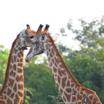 Amour de girafes et l'intrus