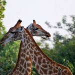 Les girafes et leur inséparable