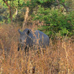 Soudain un rhino apparait dans les hautes herbes