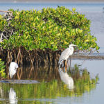 Aigrette garzette dans la mangrove garde manger