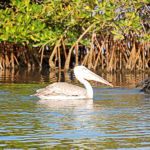Pélican et cormoran en quête de pitance aux abords de la mangrove