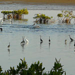 Le delta du Saloum est une des plus importantes zones humides de l’Afrique de l’Ouest