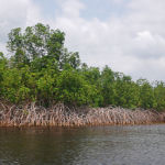 Mangroves providentielles