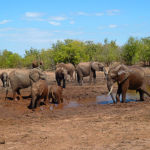 Bain de boue en famille chez les éléphants, pour se protéger des insectes et parasites qui peuvent être très voraces dans ces régions désertiques.