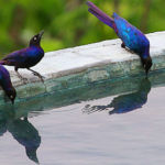 Blue Starling, Le Choucador à oreillons bleus, est une espèce de passereaux de la famille des Sturnidae présents en Afrique.