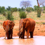 Famille éléphants boueux, protection efficace contre le soleil, remarqué l'éléphanteau, bien protégé !