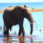 Paisible éléphant qui consomme plus de 200 kilos de végétaux et boit jusqu'à 180 litres d'eau par jour.