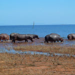 Troupeau d'hippos s'enfonçant dans l'eau. Les hippopotames passent la journée dans l'eau pour se protéger du soleil (lacs ou rivières).