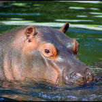 Hippo a la grosse tête !