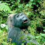 Gorille contemplateur - Les Gorilles, Gorilla, forment un genre de grands singes de la famille des Hominidés. Les mâles, en particulier, peuvent développer une force physique colossale.
